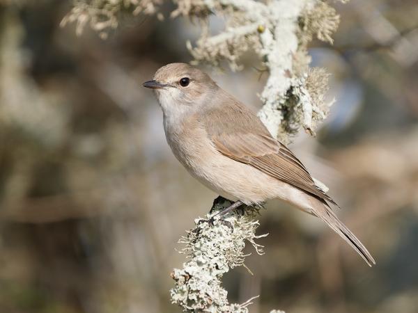 <h3><a href="/trips/safari/biota/animalia/chordata/aves/040 passeriformes/108 muscicapidae/muscicapa adusta/muscicapa adusta-en.html">Muscicapa&nbsp;adusta</a> / African&nbsp;dusky&nbsp;flycatcher / Kaapse&nbsp;vliegenvanger</h3>OM-1 Mark II with OLYMPUS M.150-400mm F4.5, 1/2000 sec at F4.5, ISO 640, distance 7.30&nbsp;m